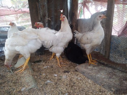 Rural Society Empowerment Programme